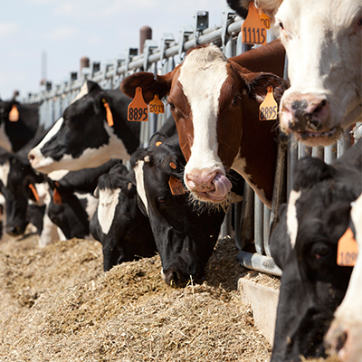 Ask a Dairy Farmer: What Do Cows Eat? | U.S. Dairy