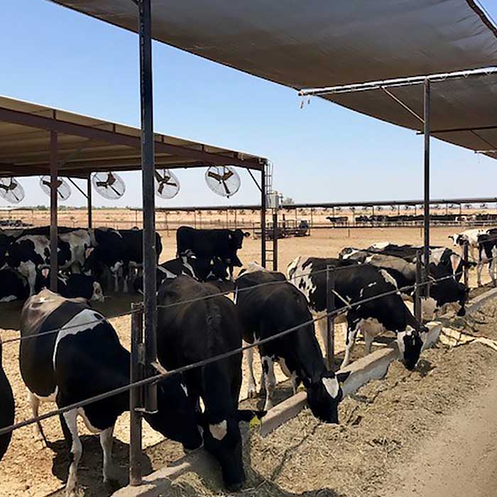 Arizona Farmer Beats the Heat for Cows U.S. Dairy