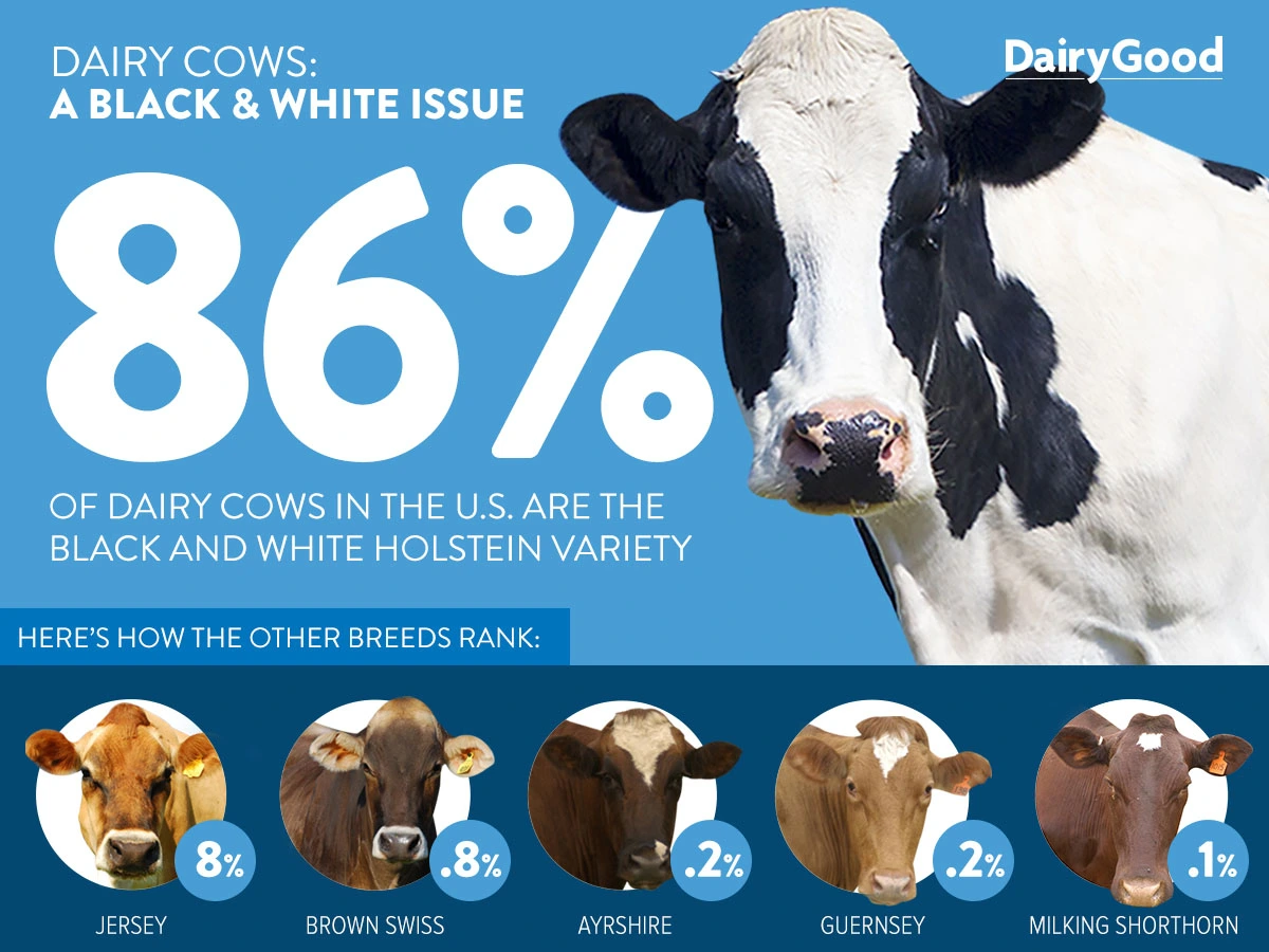 Why Do People Think All Dairy Cows are Black and White? . Dairy
